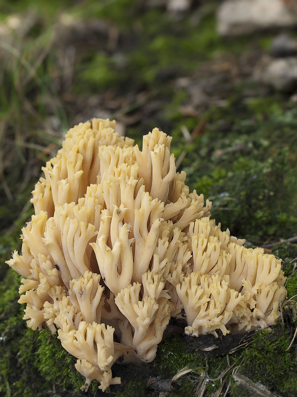 Ramaria flavobrunnescens